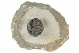 Detailed Gerastos Trilobite Fossil - Morocco #193947-2
